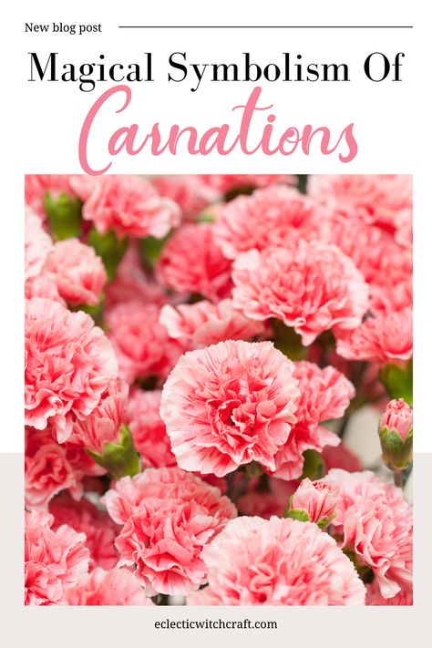 Carnations Meaning, Carnation Symbolism, Carnation Flower Meaning, Pink Carnation Flower, Carnation Plants, Scottie Dog Quilt Pattern, Witch Types, Carnation Colors, Green Carnation