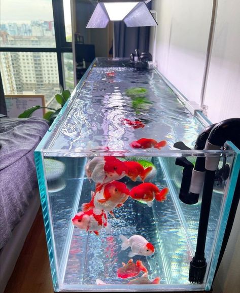 Ranchu Goldfish Tank, Fancy Goldfish Tank, Pink Fish Tank, Anime Castle, Goldfish Aquarium, Fish Aquarium Decorations, Fish Tank Themes, Betta Fish Types, Goldfish Tank