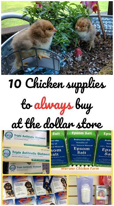 10 common chicken supplies that you can buy at the dollar store. Chicken Supplies, Raising Chicken, Portable Chicken Coop, Backyard Chicken Farming, Chicken Life, Chicken Health, Chicken Run, Raising Backyard Chickens, Chicken Garden