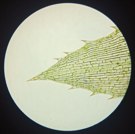 Observed an Elodea leaf under the microscope at 100X magnification. #elodea #elodealeaf #waterplants #aquariumplants #microscopy Under The Microscope, Planted Aquarium, Water Plants, Beauty