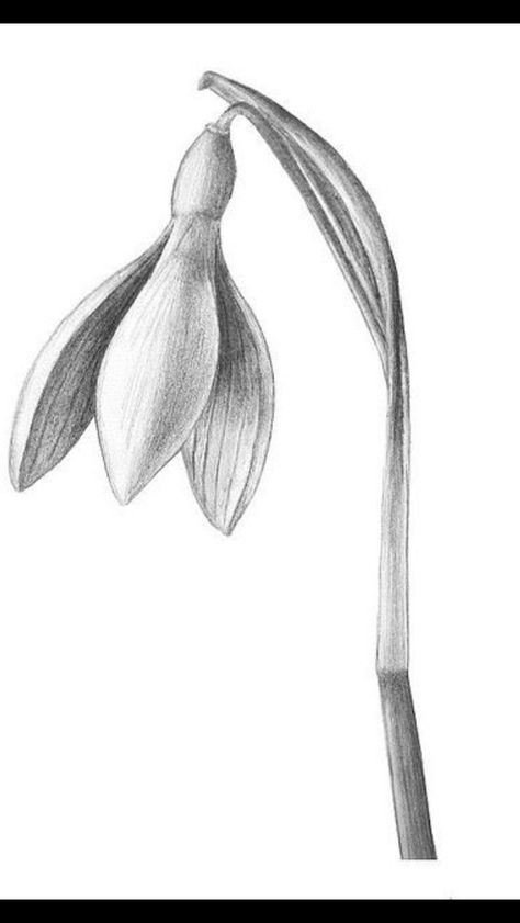 Snowdrop Snowdrop Drawing, Hyacinth Drawing, Flower For January, Ako Kresliť, Pencil Drawings Of Flowers, Botanical Drawing, Pencil Shading, Nature Drawing, Pencil Art Drawings