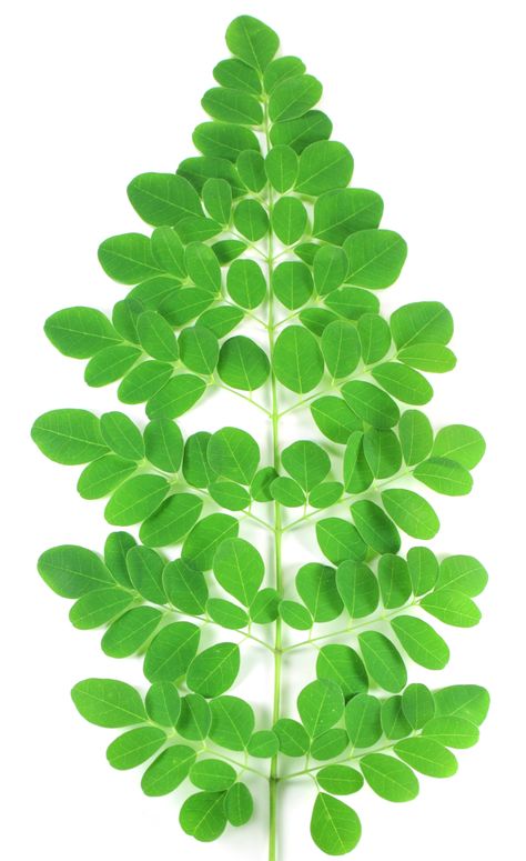 “Nutritious Miracle Tree” is another name for the moringa tree. The massive tree Moringa oleifera has ... Read more Health Benefits Of Moringa, Massive Tree, Moringa Capsules, Benefits Of Moringa, Moringa Seeds, Moringa Leaf Powder, Moringa Tree, Miracle Tree, Moringa Powder