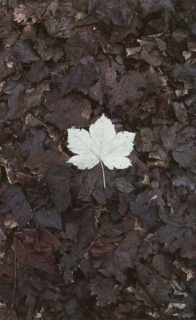 Contrast In Texture Art, Textural Background, Andy Goldsworthy, Single Leaf, Earth Art, White Leaf, Light And Dark, Environmental Art, Land Art