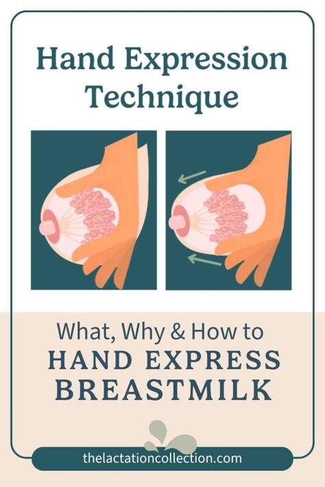 An 2-step illustration of how to hand-express breastmilk Expressing Breastmilk Tips, Hand Expressing Breastmilk, Hand Expression Breastmilk, Hand Expression, Expressed Breastmilk Feeding Chart, Preventing Mastitis, Not Producing Enough Breastmilk, Oversupply Of Breastmilk Tips, Increase Breastmilk Supply