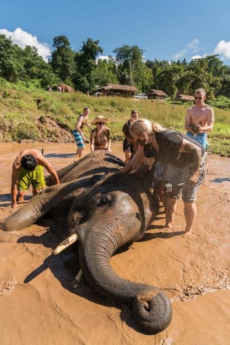 Elephant Sanctuary Thailand, Chiang Mai Elephant, Thailand Elephants, Thailand Travel Tips, Elephant Sanctuary, Travel Asia, Chiang Mai Thailand, Animal Sanctuary, Top Travel Destinations