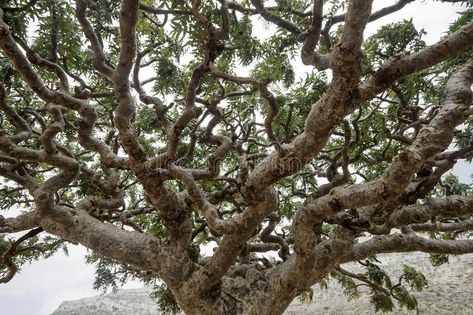 Frankincense Trees, Boswellia sacra, olibanum-tree. Homhil Plateau, Socotra Isla , #sponsored, #sacra, #olibanum, #Boswellia, #Frankincense, #Trees #ad Socotra, Hair Care Recipes, Essential Oils For Sleep, Essential Oils Cleaning, Chest Congestion, Frankincense Essential Oil, Oil Uses, Organic Essential Oils, Essential Oil Uses