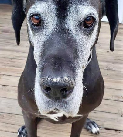 Great Dane Rescue, Dane Puppies, Great Dane Puppy, Foster Home, Animal Welfare, Save Life, Great Dane, Dog Adoption, Adoption