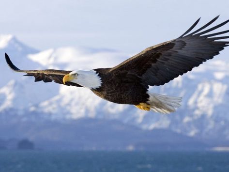 1. Alaska has more bald eagles than all the other states combined. Galactik Football, Aigle Royal, Tattoo Animal, Eagle Images, Eagle In Flight, Eagle Wallpaper, Eagle Pictures, Eagles Football, Bird Tattoo