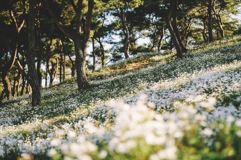 All The Bright Places, Film Aesthetic, Nature Aesthetic, Mother Earth, Pretty Pictures, Film Photography, Aesthetic Pictures, Beautiful Nature, Wild Flowers