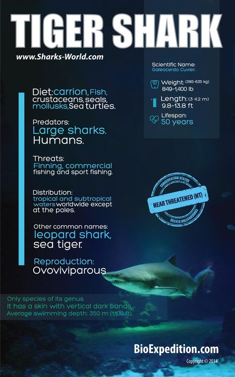 Shark Infographic, Shark Facts For Kids, Shark Posters, Tiger Sharks, Science Infographics, Animal Information, Leopard Shark, Shark Facts, Ocean Theme Classroom