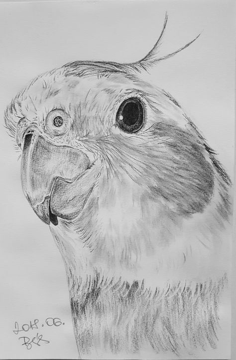 Papagáj rajz-parrot draw Drawing Ideas Parrot, Parrot Sketch Pencil, Parrot Drawing Pencil, Cockatiel Drawing, Parrots Drawing, Draw Parrot, Platypus Drawing, Easy Bird Drawing, Parrot Sketch