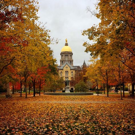 University of Notre Dame Notre Dame Wallpaper, Notre Dame Baby, Notre Dame Campus, Notre Dame Indiana, Noter Dame, Romanticise Life, Alabama College Football, Notre Dame College, Saint Marys College