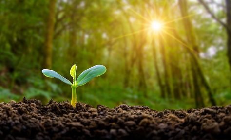 Three Jewish Blessings to Start Your Day Seedling Illustration, Climate Photography, Agriculture Photography, Heating A Greenhouse, Jewish Learning, Great Is Your Faithfulness, Climate Crisis, Food Forest, Gardening Advice