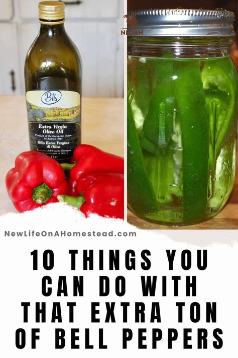 Peppers can be tricky and temperamental to grow, but sometimes things go too well! Learn what to do with extra peppers. #gardening #harvest #kitchen Canning Bell Peppers, Peppers Gardening, Preserving Peppers, Low Acid Recipes, Harvest Kitchen, Sweet Bell Peppers, Plant Diseases, Organic Gardening Tips, Roasted Peppers