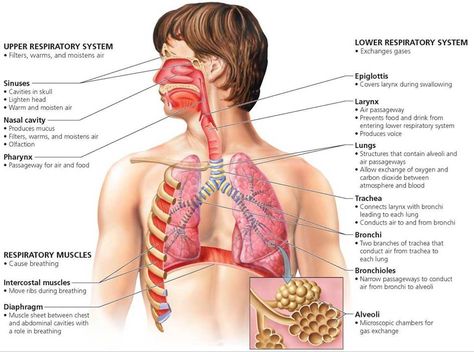 Respiratory System Diagram, Tongue Anatomy, Respiratory System Anatomy, Emt Study, Home Remedies For Bronchitis, Human Respiratory System, The Respiratory System, Limbic System, Post Human