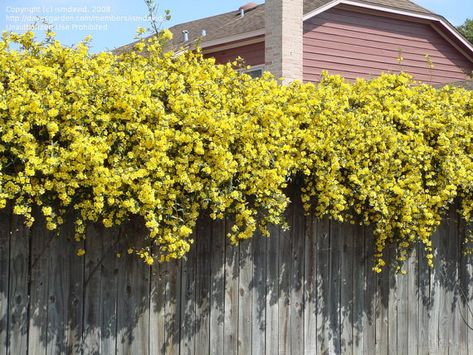 Yellow Jessamine, Carolina Jasmine, Climbing Vines, Caicos Islands, Turks And Caicos, Pitcairn Islands, Clematis, Garden Seeds, Turks And Caicos Islands