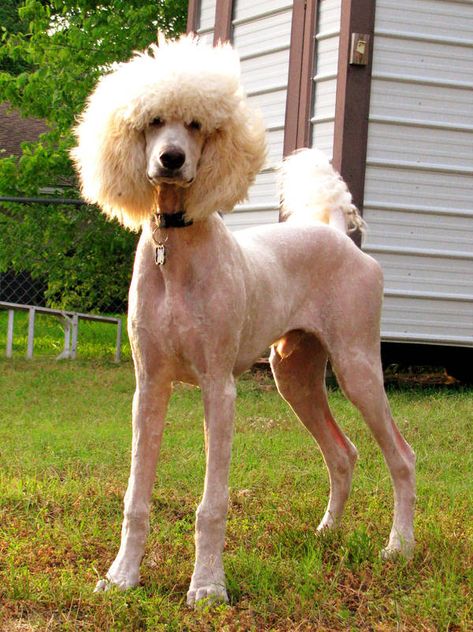 Should have named him 'Stilts' by caroro-stock Poodle Styles, Standard Poodle Cuts, White Standard Poodle, Standard Poodle Haircuts, Oy With The Poodles Already, Oy With The Poodles, Poodle Haircut Styles, Poodle Card, Anjing Poodle