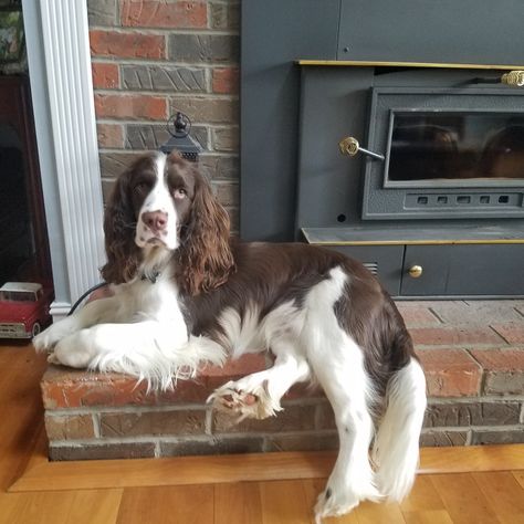 Irish Springer Spaniel, English Spaniel Springer, Black Springer Spaniel, American Cocker Spaniel Aesthetic, Boykin Spaniel Aesthetic, French Spaniel, Black Cocker Spaniel Aesthetic, Chocolate Cocker Spaniel, English Cocker Spaniel Puppies