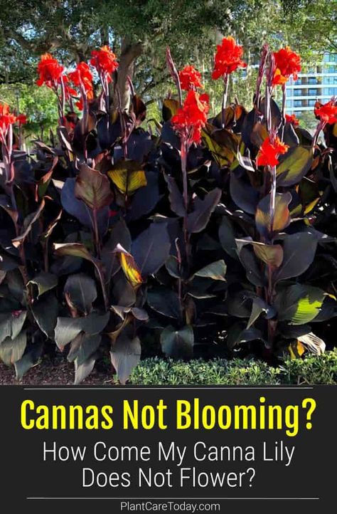 Canna lilies are showy flowering perennial plants that need proper requirements to bloom. Learn why your Cannas are not flowering. Over Wintering Canna Lilies, Canna Lilies In Containers, Canna Lily Companion Plants, Cana Lily In Pots, Cannas In Pots, Canna Lily Landscaping Ideas, Canna Lily Container, Canna Lily Container Pots, Cannas Plant