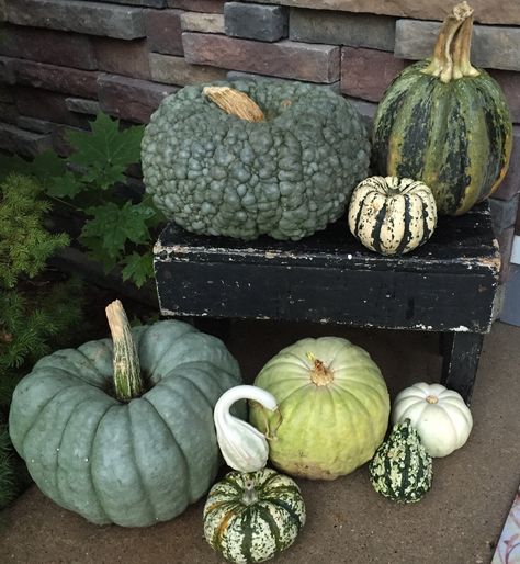 Green Pumpkins and gourds with an old antique bench Green And White Pumpkins Porch, Green Pumpkins Painting Ideas, Green Pumpkin Ideas, Green Pumpkin Decor, Green Fall Decor, Pumpkin Porch Decor, Heirloom Pumpkins, Pumpkin Porch, Pumpkin Cottage