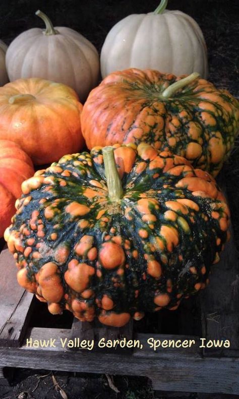 Bumpy pumpkins Warty Pumpkins, Fall Gourds, Pumpkins And Gourds, Pumpkin Stand, Pumpkin Stands, Cinderella Pumpkin, Pumpkin Seasoning, Fabulous Fall, Autumn Beauty