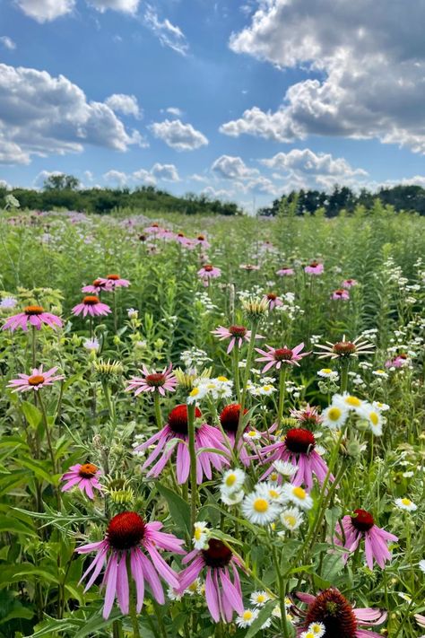 Wild Flowers Meadow, Fields Of Wildflowers, Wild Flowers Photography, Wilderness Garden, Wisconsin Wildflowers, Wildflower Aesthetic, Meadow Wildflowers, Field Of Wild Flowers, Sunny Meadow