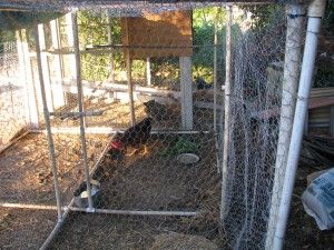 Bachelor Pad Island Chicken, Chicken Enclosure, Chicken Houses, Chicken Tractors, Chicken Run, Garden Ideas Cheap, Building A Chicken Coop, The Rooster, Chicken House