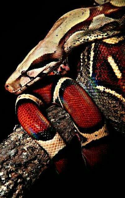 Columbian Red Tailed Boa Red Tailed Boa, Red Tail Boa, Poisonous Snakes, Boa Constrictor, Snake Venom, Cute Snake, Reptile Snakes, Beautiful Snakes, A Snake