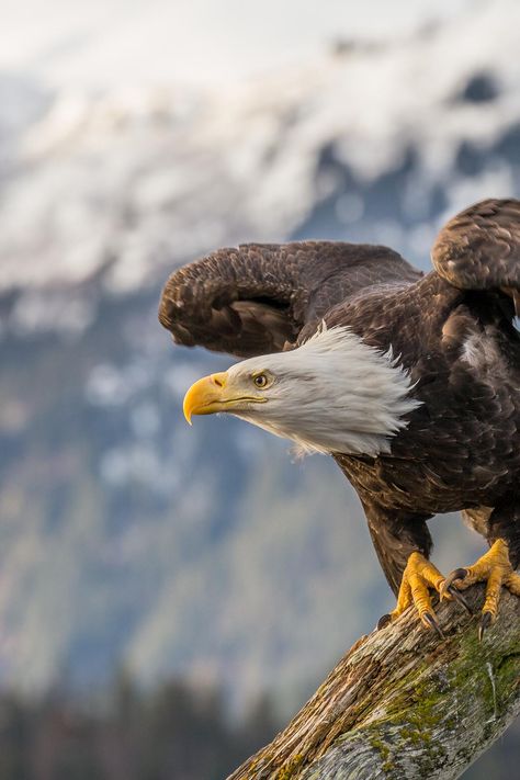 Iphone Wallpaper Eagle, Captain America Art, Eagles Hoodie, Eagle Images, Eagle Wallpaper, National Wildlife Federation, Eagle Pictures, Bald Eagles, American Bald Eagle