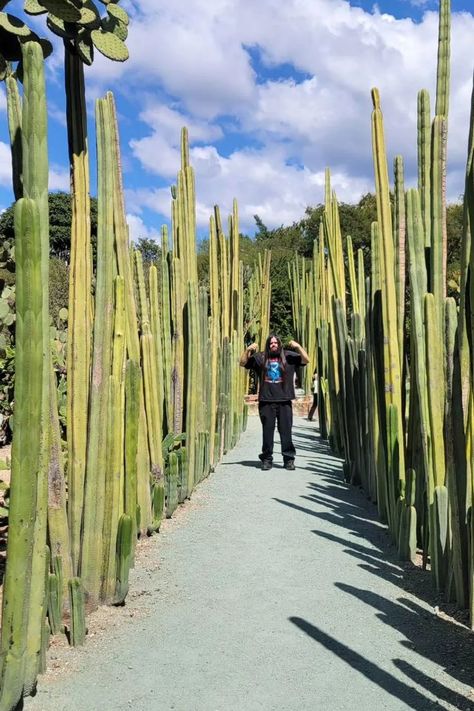 A tall, columnar cactus species with distinctive ribs and vertical growth, native to Mexico. Plant lovers enjoy the Mexican Fencepost for its architectural appeal, low maintenance, and its ability to create natural fencing or borders in gardens. Explore our article for an in-depth look at Pachycereus marginatus, uncovering tips on cultivation, landscaping ideas, and the unique features that make it a standout choice for arid environments. Photo Credit: @manimalpower Fence Post, Desert Plants, Low Maintenance, Deep Green, Plant Lover, Borders, Photo Credit, Backyard Landscaping, Fence