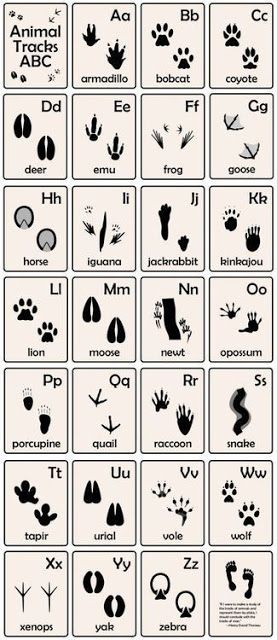 Miejski Survival, Abc Flash Cards, Abc Flashcards, Animal Tracks, Urban Survival, Wilderness Survival, Animal Alphabet, Cub Scouts, Camping Survival