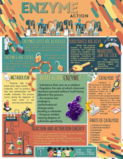 Science Infographics Biology, Chemistry Infographic Design, Chemistry Posters Project, Infographic Biology, Enzymes Biology Notes, Chemistry Poster Design, Biochemistry Poster, Chemistry Poster Ideas, Biology Poster Ideas