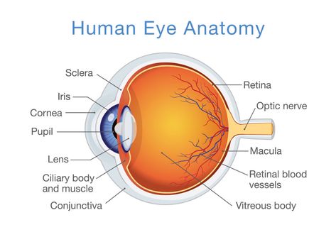 Guide to Macular Pucker: What Is It & Is Surgery Always Needed? | NVISION Eye Centers Eye Anatomy Diagram, Diagram Of The Eye, Human Eye Diagram, Human Eye Anatomy, Eye Diagram, Eye Structure, Eye Anatomy, Eye Parts, Parts Of The Eye