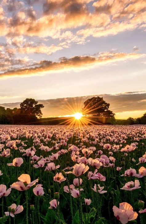 Spring Scenes Nature Landscapes, Spring Aesthetic Flower Field, Orchestra Poster, Flower Field Sunset Aesthetic, Sunset Meadow Aesthetic, Pink Flowers Field Aesthetic, Open Field Aesthetic Sunset, Sunrise Colors, Paradise Travel