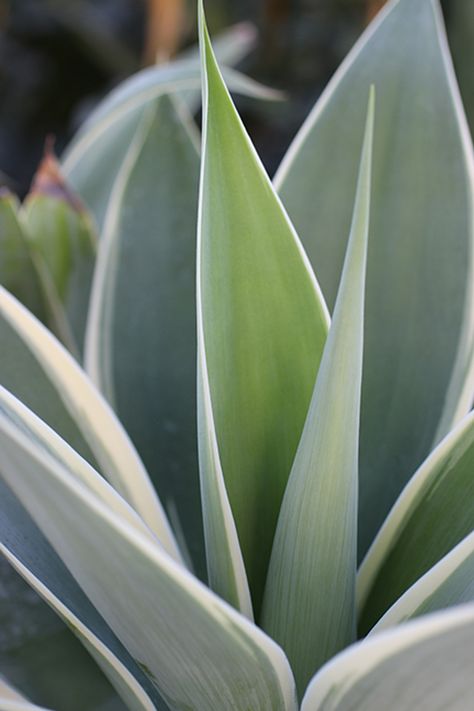 Agave attenuata 'Ray of Light' Agave Attenuata, Landscape Design, Nursery, Pure Products, Design, Landscape Designs