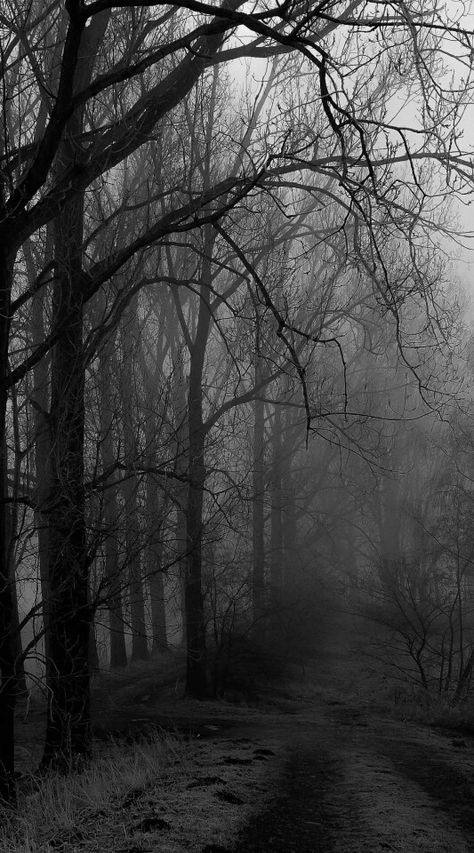 Emo Backgrounds, Eerie Places, Creepy Backgrounds, Dark Forest Aesthetic, Gothic Wallpaper, Dark Nature Aesthetic, Night Scenery, Visual Aesthetics, Gothic Aesthetic