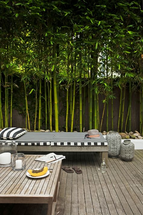 love the bamboo and the grey. ...HINT: to prevent bamboo's infamous spread, plant bamboo within planters. The roots are then contained and cannot form running shoots throughout your yard... and the neighbor's yard... Living Fences, Bamboo Trees, Tropical Garden Design, Living Fence, Wooden Deck, Garden Screening, Bamboo Garden, Bamboo Fence, Have Inspiration