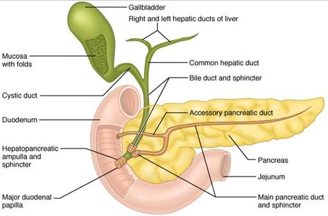 Pancreatic ducts Pancreas Anatomy, Pancreas Health, Digestive System Anatomy, Remedies For Fever, Human Body System, Human Body Activities, Varicose Vein Remedy, Gastrointestinal System, Bile Duct