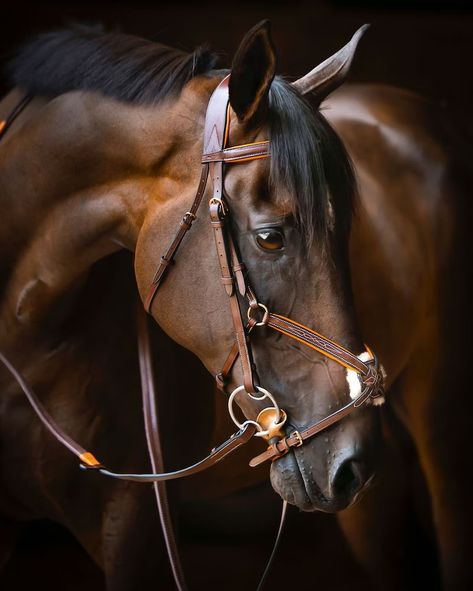 English Bridle, Perfect Squares, Bridles, Happy Things, Figure 8, Pretty Horses, Horse Photography, Horse Tack, Neck Strap