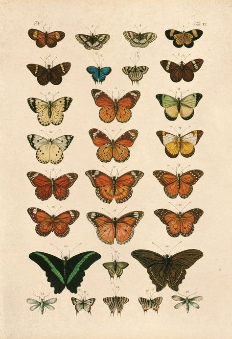 butterflys Colored Butterfly, Butterfly Vintage, Butterfly Wall, Wall Poster, Vintage Poster, Google Photos, Butterflies, Wall