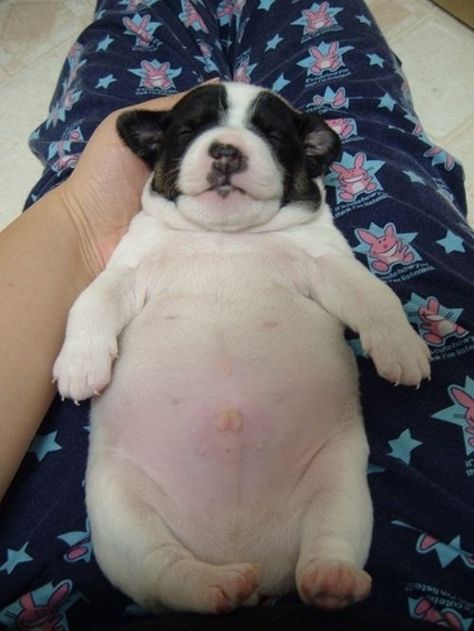 And now the mega tummy of all puppy tummies: the ultimate decider if you have a soul. Fat Puppies, Chubby Puppies, Fat Animals, Fat Dogs, Little Buddha, White Dog, 귀여운 동물, I Love Dogs, Puppy Love