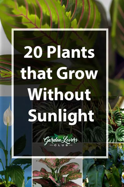 20 Plants that Grow Without Sunlight - Garden Lovers Club Compost Container, Funny Vine, Tattoo Plant, Indoor Gardens, Hydroponic Gardening, Growing Indoors, Shade Plants, Garden Lovers, Garden Essentials