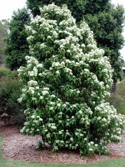 Lemon Scented Myrtle Myrtle Plant, Small Garden Oasis, Rainforest Trees, Myrtle Tree, Bottle Tree, Tree Species, Street Trees, Australian Native Plants, Relaxing Tea