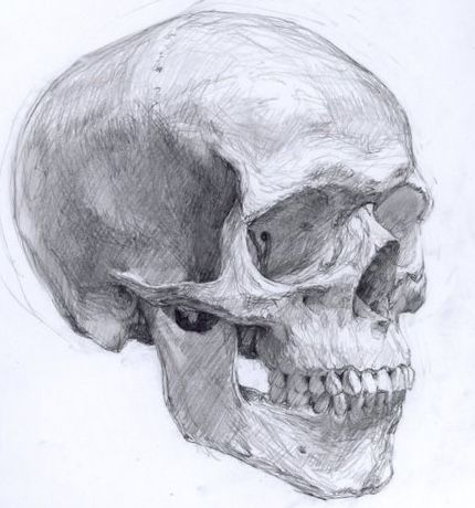 Skull Studies, Skull Sketch, Skeleton Drawings, Head Skull, Skull Art Drawing, Human Anatomy Drawing, Skulls Drawing, Human Anatomy Art, Anatomy Sketches