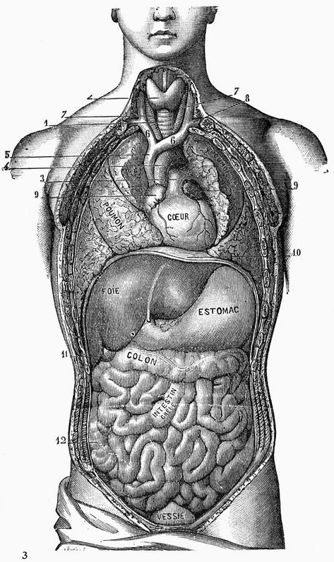 Anatomical Organs Drawing, How To Draw Organs, Organ Drawings, Intestines Drawing, Medical Sketches, Organs Drawing, Organ Anatomy, Anatomy Male, Anatomical Illustration