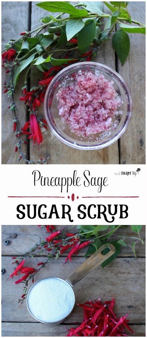 This all natural DIY pineapple sage sugar scrub exfoliates, softens and smoothes skin. Diy Pineapple, Body Scrub Recipe, Pineapple Sage, Natural Beauty Recipes, Natural Beauty Diy, Diy Body Scrub, Sugar Scrub Diy, Dry Skin Patches, Diy Scrub