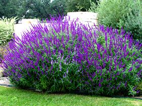 Mexican Bush Sage - I love this plant because it flowers all summer in south TX & is low maintanence/drought tolerant. My husband hates it because it can be invasive, but I like the "wild" look.  Hummingbirds love it! It dies back in winter but quickly re-grows in Spring. Landscaping Drought Tolerant, Backyard Trees Landscaping, Mexican Bush Sage, Mexican Sage, Drought Tolerant Perennials, Backyard Trees, Landscaping Trees, Drought Tolerant Garden, Privacy Landscaping