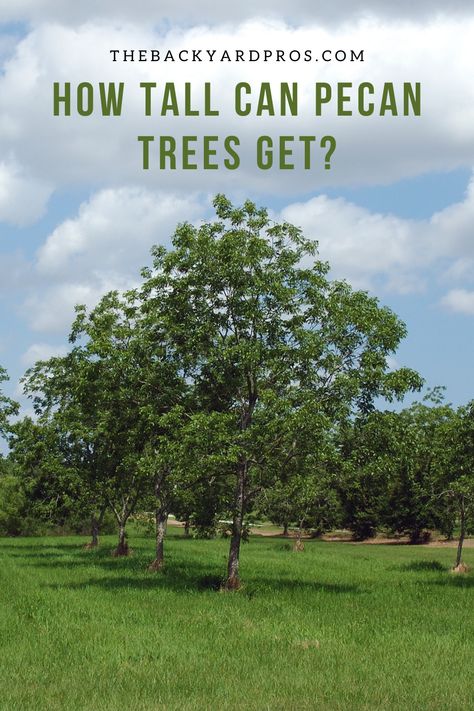 How tall can pecan trees actually grow? The answer might surprise you! 🌲Dive into our height guide that showcases the incredible growth potential of pecan trees, a symbol of resilience and longevity. Discover tips on nurturing these majestic trees, unlocking their true growth potential, and creating a picturesque landscape that's bound to catch everyone's eye. 🌅 Let's delve into the world of pecan trees together and let our curiosity soar high! 🚀 #PecanTreeFacts #GardeningTips Pecan Trees Landscape, Pecan Trees, Picturesque Landscape, Pecan Tree, Tree Growth, Garden Hacks, Tree Seeds, Clay Soil, Tree Care