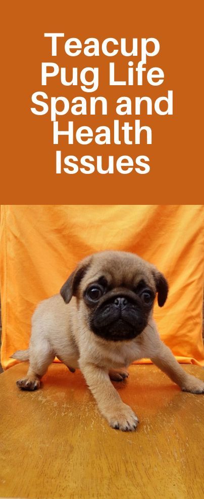 Miniature Pugs, Teacup Pug, Small Pug, Pug Puppies For Sale, Pug Breed, Puppy Development, Bone Diseases, Designer Dogs, Cute Little Puppies