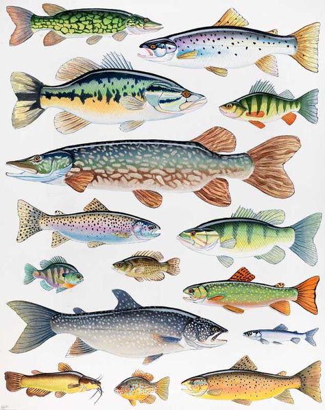 Fish of Lake George - Andrew Thompson Lake Fish Painting, Lake Fish Art, Lake Fish Drawing, Fish Armor, Mermaid Aesthetics, Biology Journal, Fish References, Fish Mural, Atlantic Mackerel